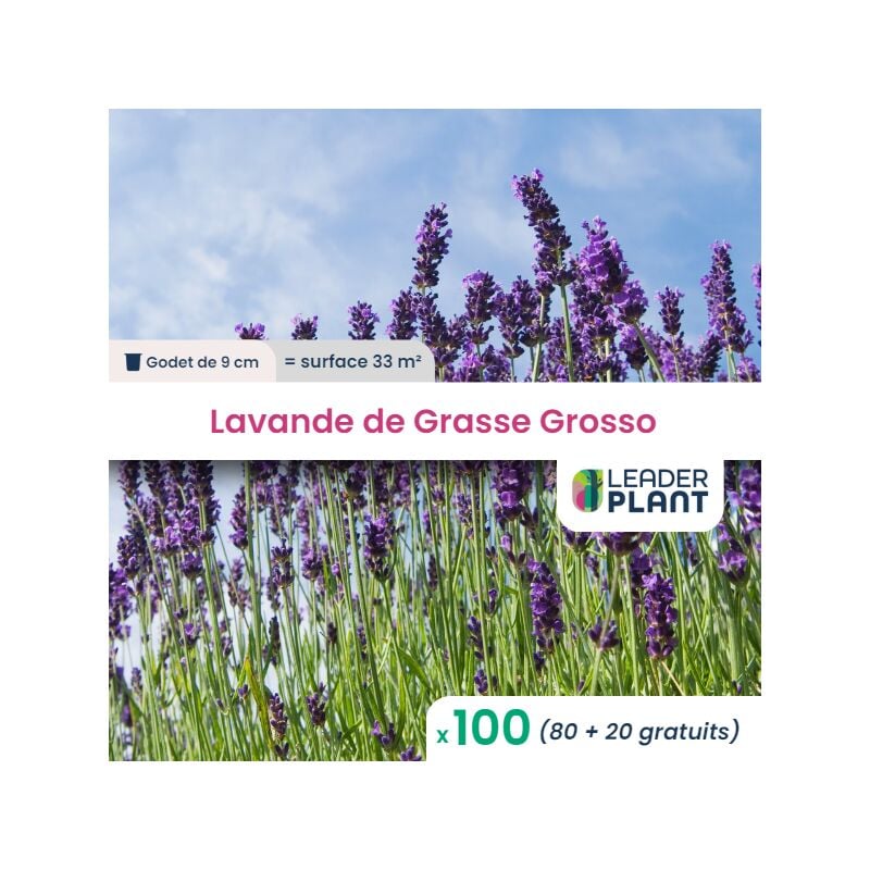 Leaderplantcom - 100 Lavande de Grasse Grosso en godet pour une surface de 33m²