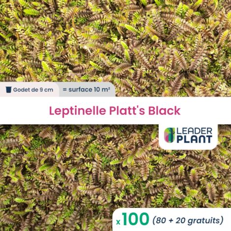 100 Leptinelle Platt's Black en godet pour une surface de 10m²