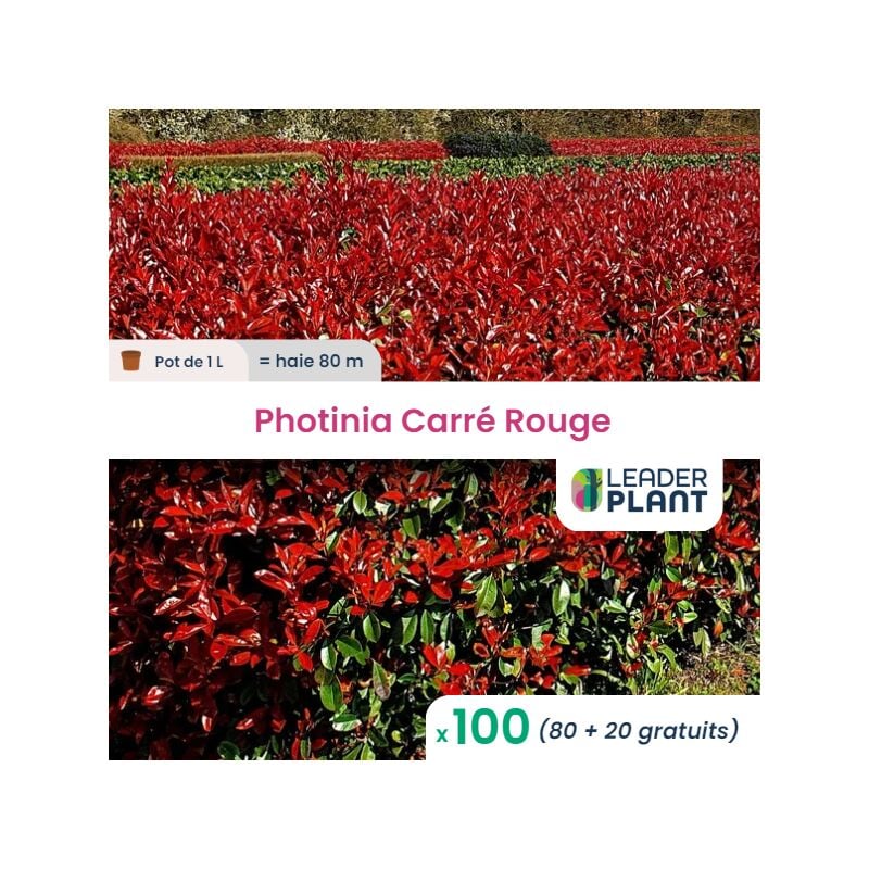 100 Photinia Carré Rouge pot de 1 Litre