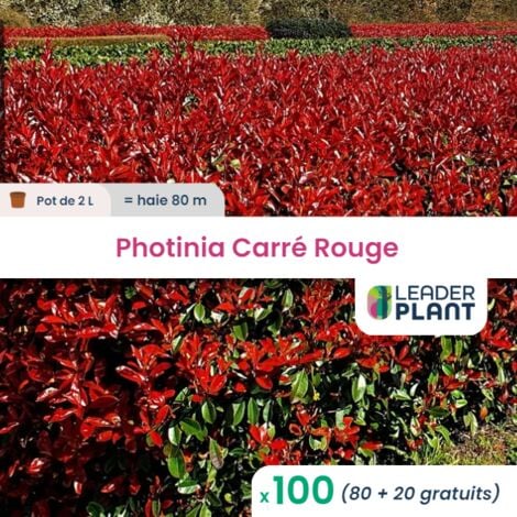 100 Photinia Carré Rouge pot de 2 Litres