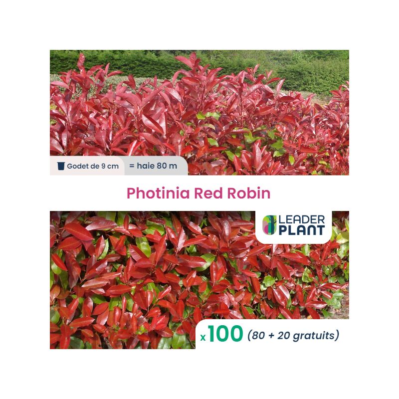 Leaderplant.com - 100 x Photinia Red Robin en godet