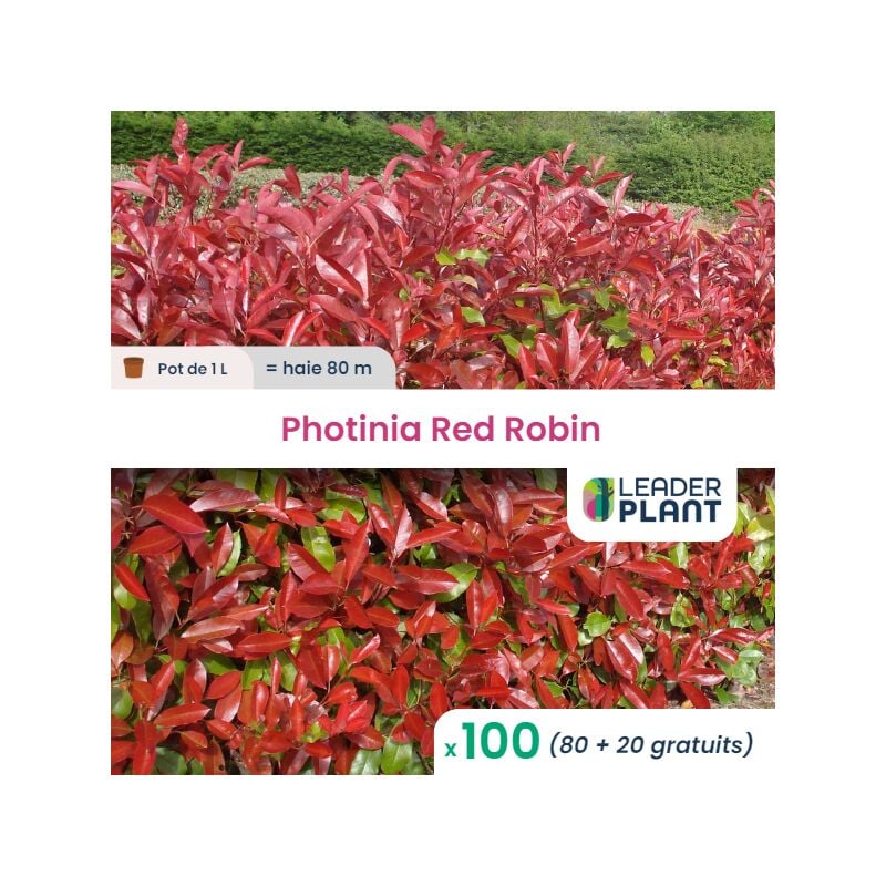 Leaderplantcom - 100 Photinia Red Robin pot 1 Litres