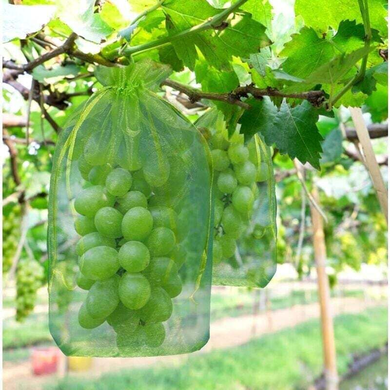 100 pièces Sac de protection de Grappes de Raisin, taille: 30 x 20 cm, couleur: vert, avec cordon, donne protection totale contre les guêpes, les