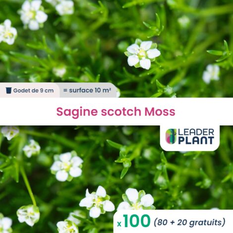 100 Sagine verte en godet pour une surface de 10m²