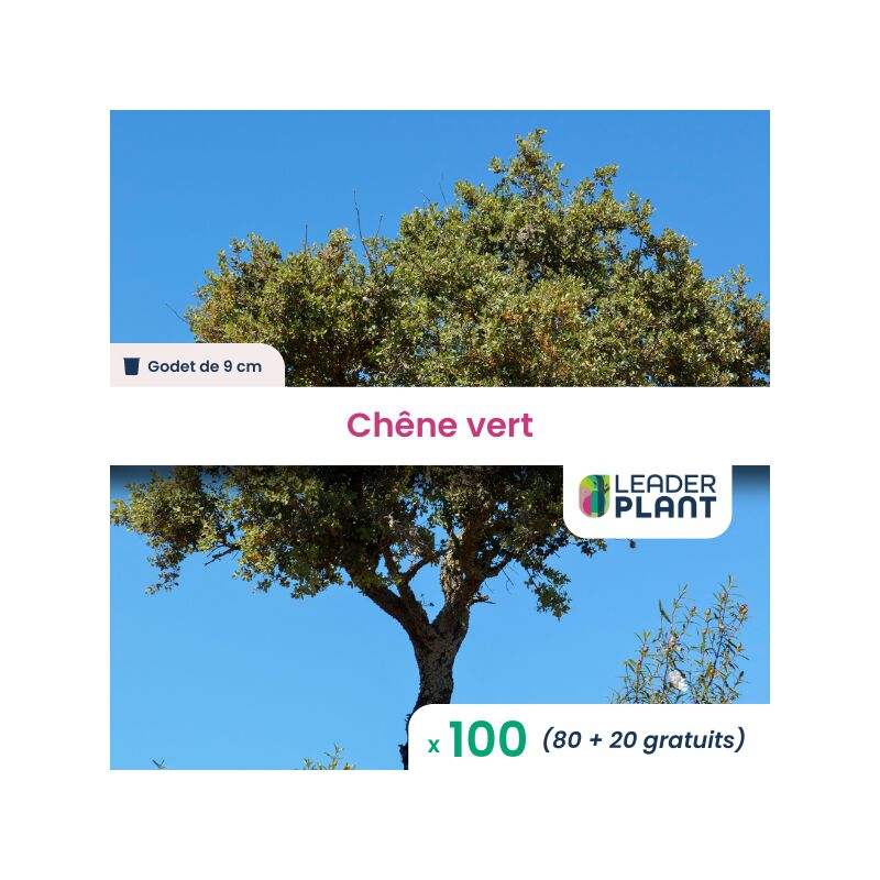 100 x Chêne vert en godet