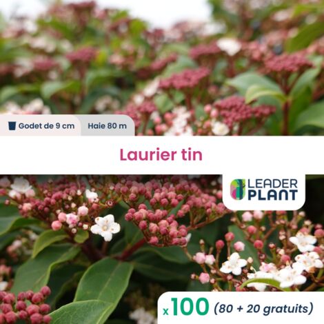 100 x Laurier tin en godet