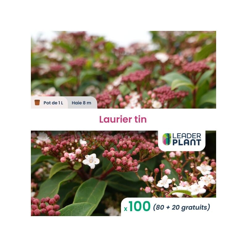 100 x Laurier tin en pot de 1 l