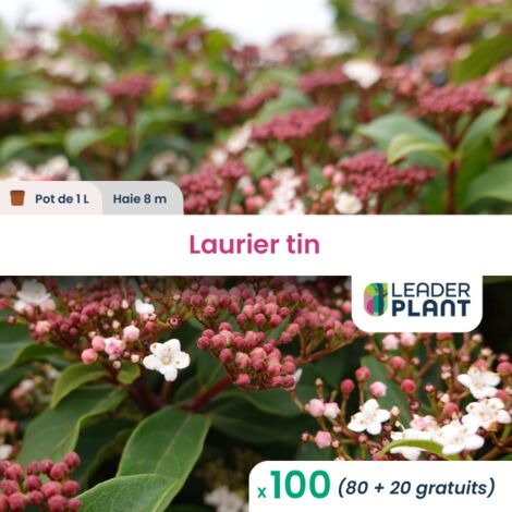 100 x Laurier tin en pot de 1 L