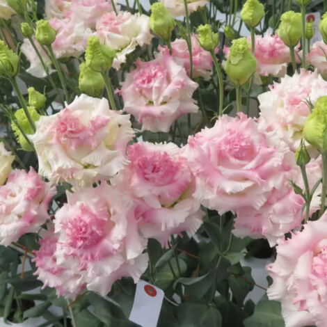 1000 Graines de Lisianthus Rose Ondulé – Eustoma Fleur Double Frisée, Effet Décoratif Unique