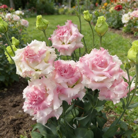 1000 Graines de Lisianthus Rose Ondulé – Eustoma Fleur Double Frisée, Variété Décorative pour Jardin et Terrasse