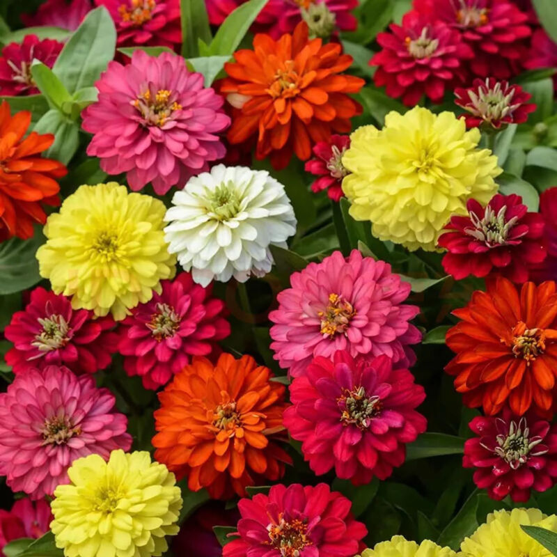 1000 graines de zinnia mélangées, graines de fleurs, attirent les insectes pollinisateurs, semables toute l'année.