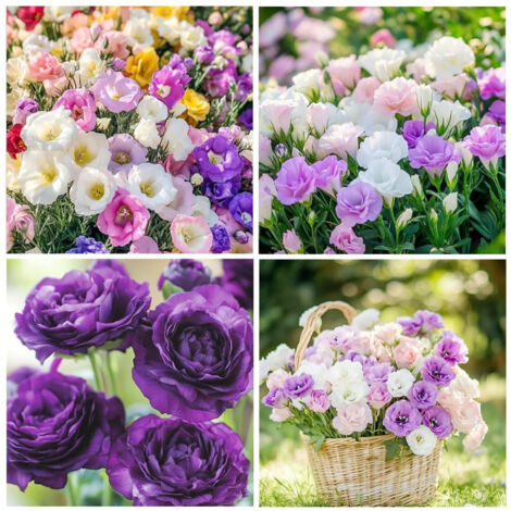 1000 Lisianthus Samen Mischung – Eustoma Gefüllte Elegante Blüten, Nicht-GMO, Blumensamen für Garten, Terrasse und Dekoration
