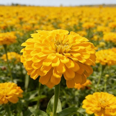 1000 Semi di Zinnia Elegans – Patrimoniali, Impollinazione Libera, Colori Vivaci, Giardino e Balcone, Giallo