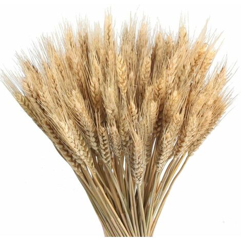 100pcs Blé Séché Bouquets de Blé Séché Naturel Decoration Blé Naturel Seché Fleurs Sechees Naturelles Decoration pour Balcon Maison Table Composition Florale 40cm