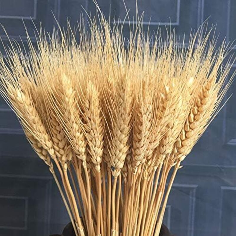 100pcs Fleur Artificielle Plante Artificielle Grandes Fleurs Séchées De Blé Gerbes De Blé Séché Naturel, Bouquets De Tiges De Blé Séchées, Blé Réel