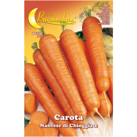10PZ SEMI ORTO CAROTA DI CHIOGGIA