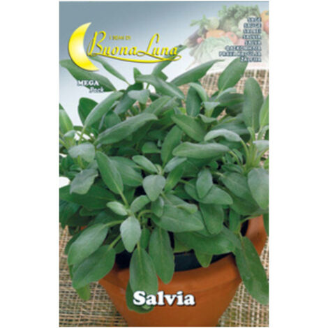 10PZ SEMI ORTO SALVIA