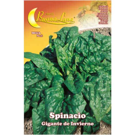 10PZ SEMI ORTO SPINACI GIGANTI