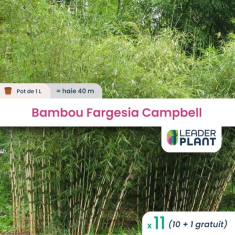 11 Bambou Fargesia Campbell en pot de 1 Litre