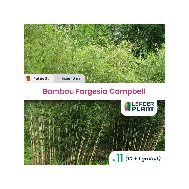Leaderplantcom - 11 Bambou Fargesia Campbell en pot de 2 Litres