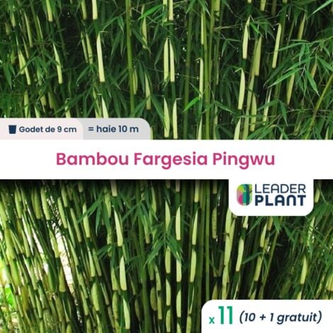 11 Bambou Fargesia Pingwu en Godet