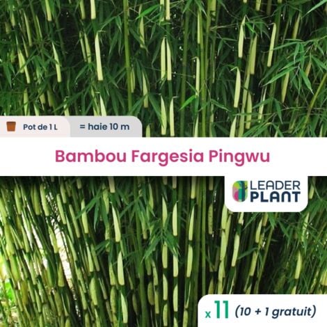 11 Bambou Fargesia pingwu en pot de 1 Litre
