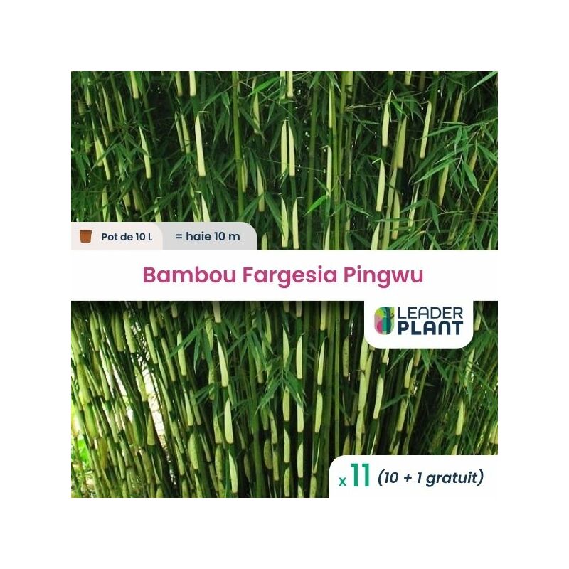 Leaderplantcom - 11 Bambou Fargesia Pingwu en pot de 10 Litres