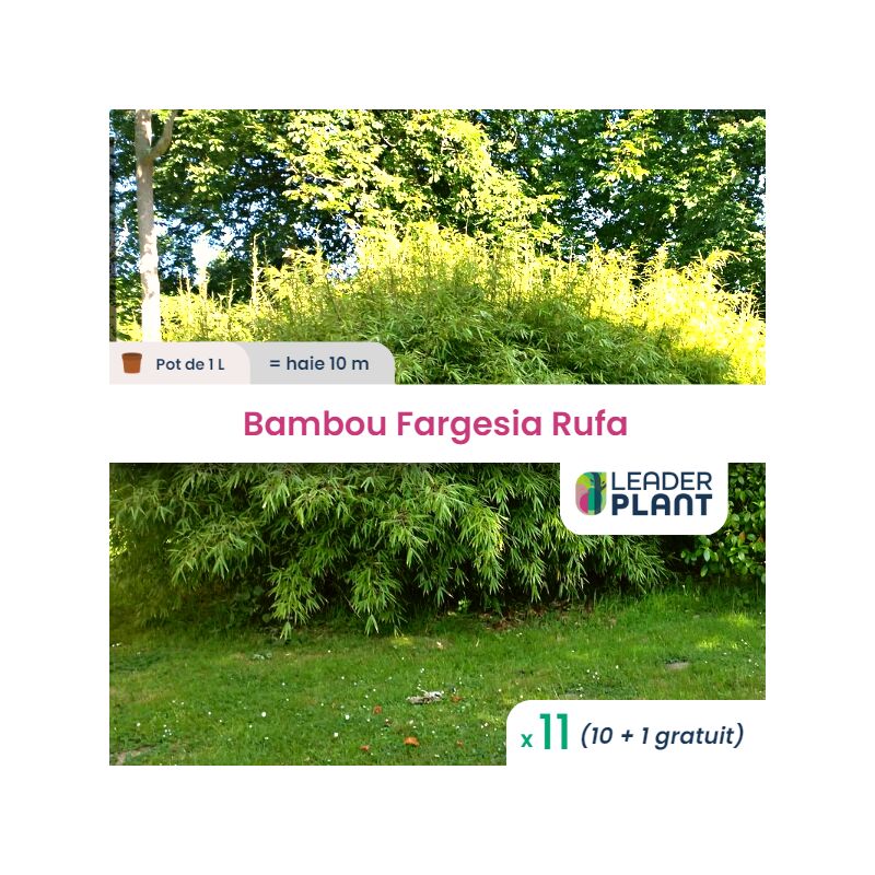 11 Bambou Fargesia Rufa en pot de 1 Litre
