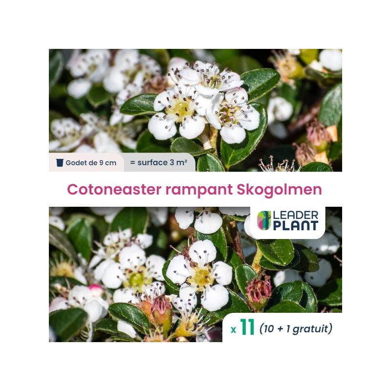 Leaderplantcom - 11 Cotoneaster rampant Skogolmen en godet pour une surface de 3m²