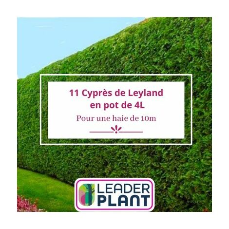 11 Cyprès de Leyland en pot de 4 Litres