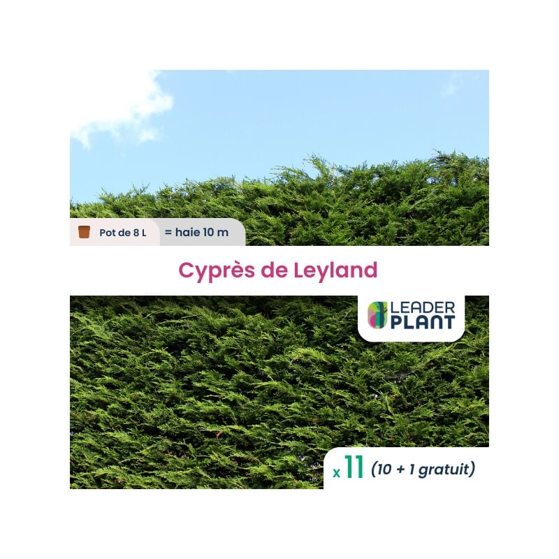 11 x Cyprès de Leyland en pot de 8 L