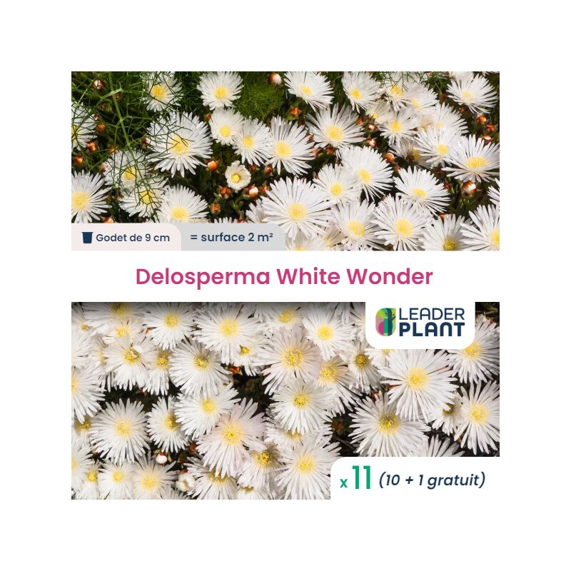 11 Delosperma Blanc en godet pour une surface de 2m²
