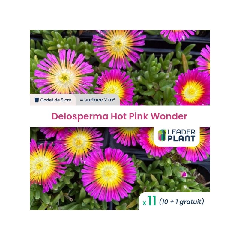 Leaderplant.com - 11 x Delosperma Hot Pink Wonder en godet