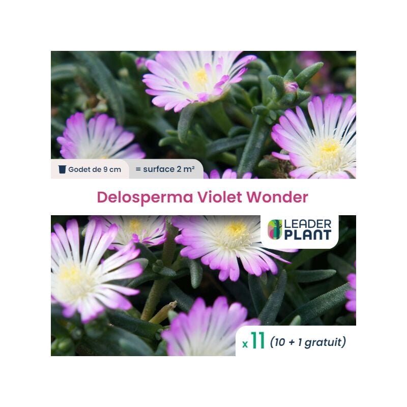 11 Delosperma Violet en godet pour une surface de 2m²