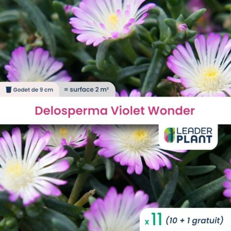 11 Delosperma Violet en godet pour une surface de 2m²