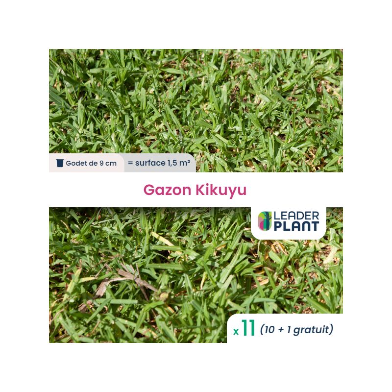 Leaderplantcom - 11 Kikuyu - Gazon Kikuyu en godet pour une surface de 1.5m²