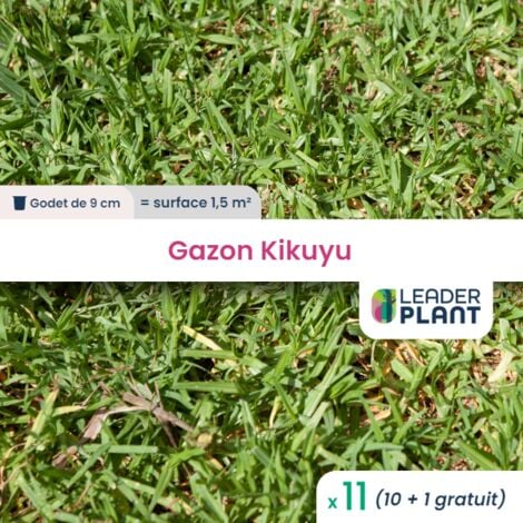 11 Kikuyu - Gazon Kikuyu en godet pour une surface de 1.5m²