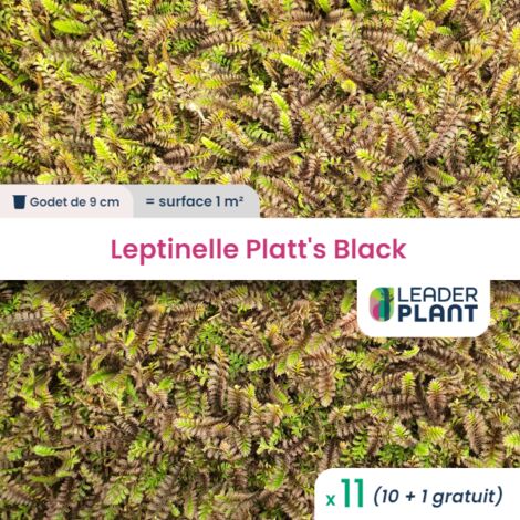 11 Leptinelle Platt's Black en godet pour une surface de 1m²