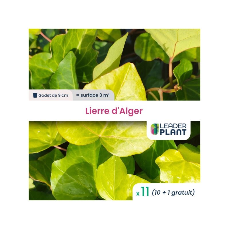 11 x Lierre d'Alger en godet