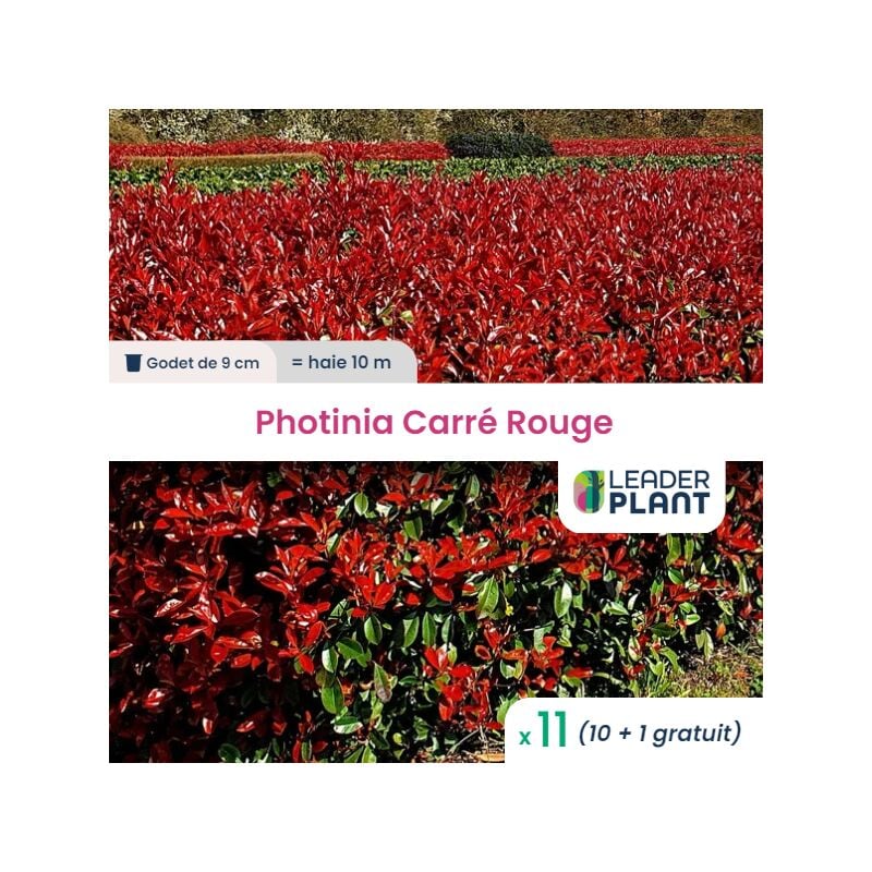 11 Photinia Carré Rouge en Godet