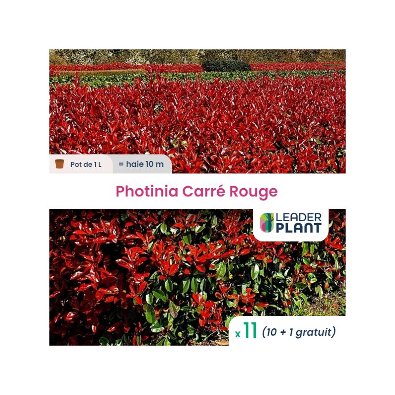 Leaderplantcom - 11 Photinia Carré Rouge pot de 1 Litre