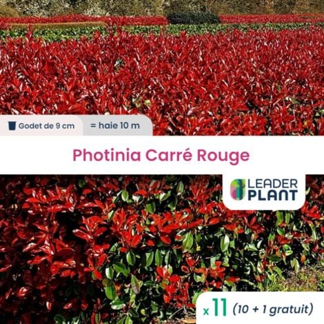 11 Photinia Carré Rouge en Godet