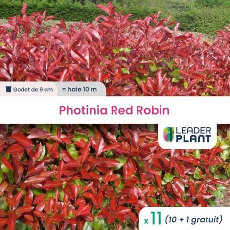 11 Photinia Red Robin en Godet