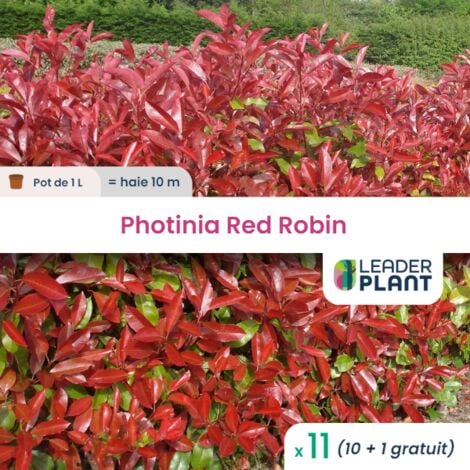 11 Photinia Red Robin pot 1 Litres