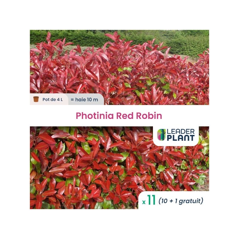 Leaderplantcom - 11 Photinia Red Robin pot 4 Litres