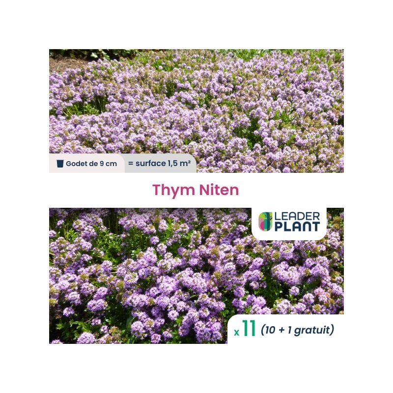 11 x Thym Nitens en godet