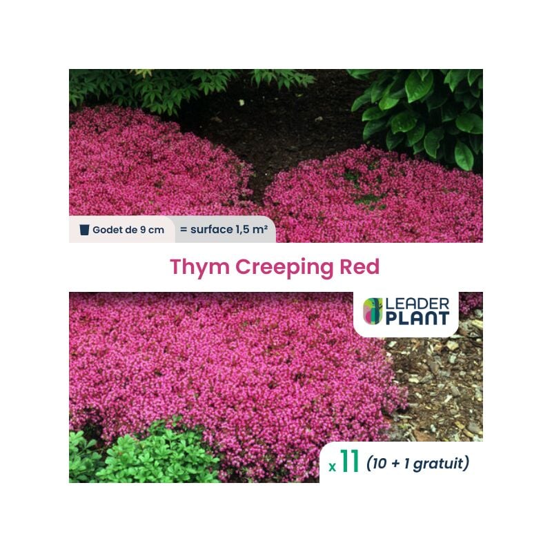 11 Thym rampant Creeping Red en godet pour une surface de 1.5m²