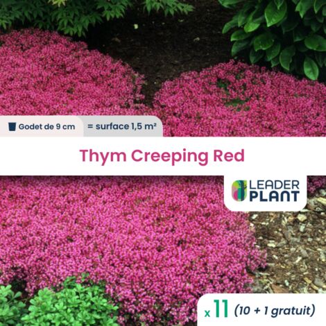 11 Thym rampant Creeping Red en godet pour une surface de 1.5m²