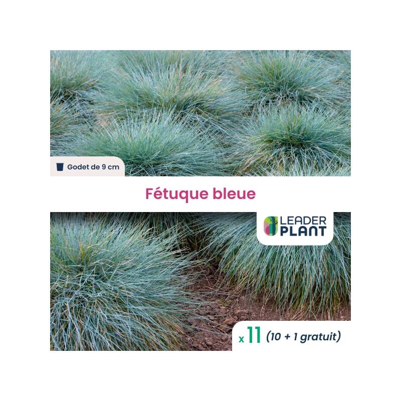 11 x Graminée Fétuque bleue en godet