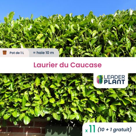 11 x Laurier palme, Laurier du Caucase, Laurier Cerise en pot de 1 litre